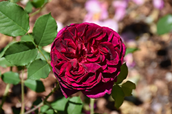 Munstead Rose (Rosa 'Ausbernard') at Stonegate Gardens