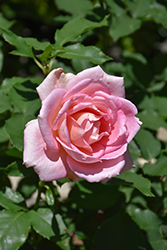 Tiffany Rose (Rosa 'Tiffany') at A Very Successful Garden Center