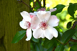 The Charlatan Rose (Rosa 'Meiguimov') at A Very Successful Garden Center