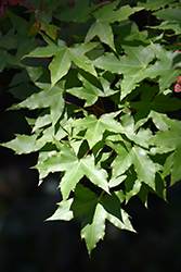 Baby Dragon Purpleblow Maple (Acer truncatum 'Baby Dragon') at A Very Successful Garden Center