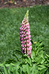Lupini Pink Shades Lupine (Lupinus polyphyllus 'Lupini Pink Shades') at A Very Successful Garden Center