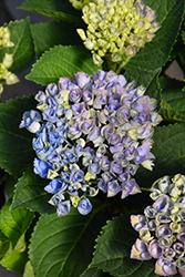 Magical Revolution Blue Hydrangea (Hydrangea macrophylla 'Revolution Blue') at A Very Successful Garden Center