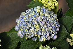 Magical Revolution Blue Hydrangea (Hydrangea macrophylla 'Revolution Blue') at A Very Successful Garden Center