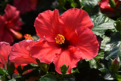 Starry Wind Hibiscus (Hibiscus rosa-sinensis 'Starry Wind') at Lakeshore Garden Centres