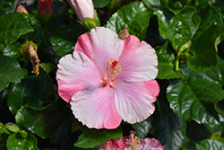 Tye-Dye Wind Hibiscus (Hibiscus rosa-sinensis 'Tye-Dye Wind') at A Very Successful Garden Center