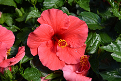 Antigua Wind Hibiscus (Hibiscus rosa-sinensis 'Antigua Wind') at A Very Successful Garden Center