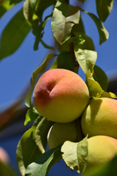 Sentinel Peach (Prunus persica 'Sentinel') at A Very Successful Garden Center