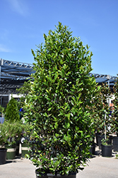 Bright 'N Tight Carolina Laurel (Prunus caroliniana 'Monus') at Lakeshore Garden Centres