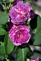 Arctic Blue Rose (Rosa 'WEKblufytirar') at A Very Successful Garden Center