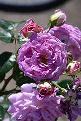 Arctic Blue Rose (Rosa 'WEKblufytirar') at A Very Successful Garden Center