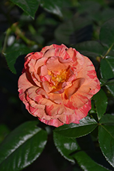 Frida Kahlo Rose (Rosa 'WEKcifrabaun') at Lakeshore Garden Centres