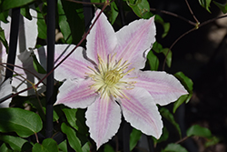 Vancouver Cotton Candy Clematis (Clematis 'Vancouver Cotton Candy') at Lakeshore Garden Centres