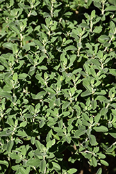Green Cloud Texas Sage (Leucophyllum frutescens 'Green Cloud') at Lakeshore Garden Centres