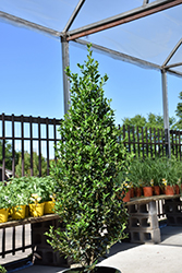 Emerald Colonnade Holly (Ilex 'RutHol1') at A Very Successful Garden Center