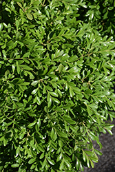 Green Borders Boxwood (Buxus microphylla 'Grebor') at Lakeshore Garden Centres