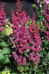 Visions in Red Chinese Astilbe (Astilbe chinensis 'Visions in Red') at Stonegate Gardens