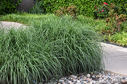 Lindheimer's Muhuly (Muhlenbergia lindheimeri) at A Very Successful Garden Center