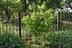 Rough-leaved Dogwood (Cornus drummondii) at Stonegate Gardens