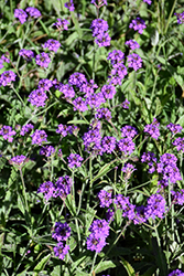 Purple Verbena (Verbena rigida) at A Very Successful Garden Center