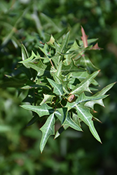 Agarita (Mahonia trifoliolata) at Lakeshore Garden Centres