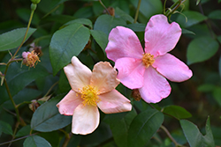 China Rose (Rosa chinensis var. mutabilis) at A Very Successful Garden Center