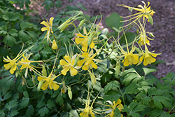 Texas Gold Columbine (Aquilegia chrysantha var. hinckleyana) at Stonegate Gardens