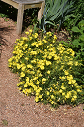 Yellow Sundrops (Calylophus serrulatus) at A Very Successful Garden Center
