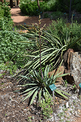 Pale-leaf  Yucca (Yucca pallida) at Stonegate Gardens