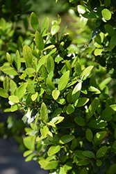 Will Fleming Yaupon Holly (Ilex vomitoria 'Will Fleming') at A Very Successful Garden Center