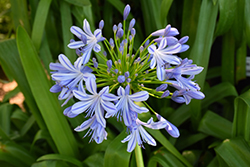 African Lily (Agapanthus africanus) at A Very Successful Garden Center
