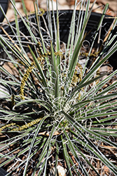 Buckley's Yucca (Yucca constricta) at Lakeshore Garden Centres