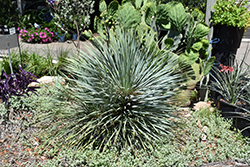Beaked Yucca (Yucca rostrata) at Stonegate Gardens