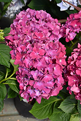 Purple Romance Hydrangea (Hydrangea macrophylla 'Purple Romance') at A Very Successful Garden Center