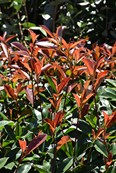 Red Fury Photinia (Photinia 'Parsur') at A Very Successful Garden Center