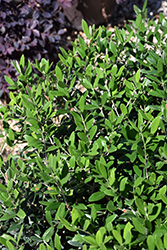 Little Ollie® Dwarf Olive (Olea europaea 'Montra') at A Very Successful Garden Center