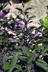 Fascination Arabian Lilac (Vitex trifolia 'Fascination') at A Very Successful Garden Center