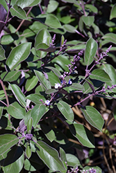 Fascination Arabian Lilac (Vitex trifolia 'Fascination') at Lakeshore Garden Centres