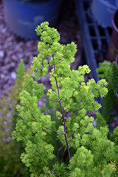 Ming Asparagus Fern (Asparagus macowanii) at A Very Successful Garden Center
