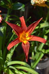 Ming Toy Daylily (Hemerocallis 'Ming Toy') at A Very Successful Garden Center