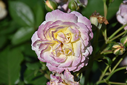 Huntington's 100th Rose (Rosa 'WEKjucistwe') at Lakeshore Garden Centres