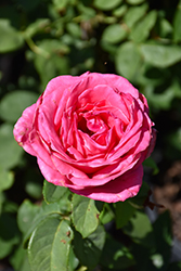 Perfume Delight Rose (Rosa 'Perfume Delight') at A Very Successful Garden Center