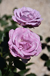 Blue Girl Rose (Rosa 'Blue Girl') at A Very Successful Garden Center