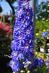 Guardian Blue Larkspur (Delphinium 'Guardian Blue') at The Mustard Seed