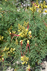 Bird of Paradise Shrub (Caesalpinia gilliesii) at A Very Successful Garden Center