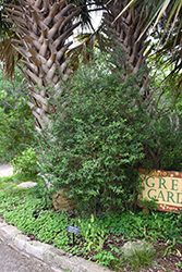 Barbados Cherry (Malpighia glabra) at A Very Successful Garden Center