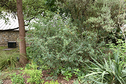 Agarita (Mahonia trifoliolata) at A Very Successful Garden Center