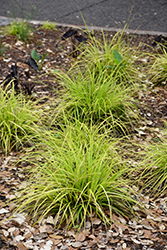 EverColor Everillo Japanese Sedge (Carex oshimensis 'Everillo') at Lakeshore Garden Centres