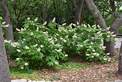 Oakleaf Hydrangea (Hydrangea quercifolia) at A Very Successful Garden Center