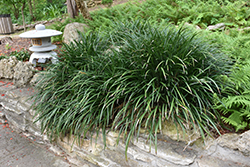 Evergreen Giant Lily Turf (Liriope muscari 'Evergreen Giant') at Stonegate Gardens