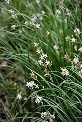 St. Bernard's Lily (Anthericum liliago) at Stonegate Gardens